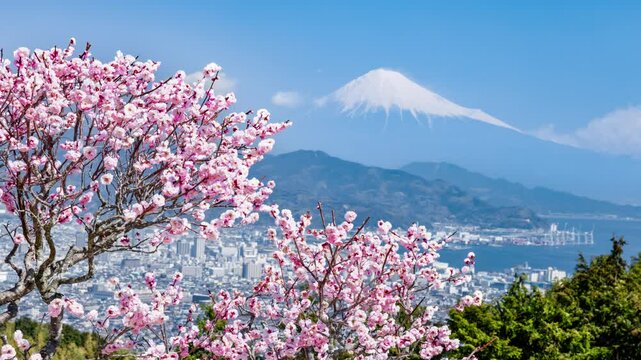 日本平からの富士山の眺め