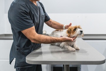 Veterinarian examining a small dog in a clinic