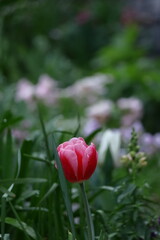 色とりどりに咲き誇る赤白黄色