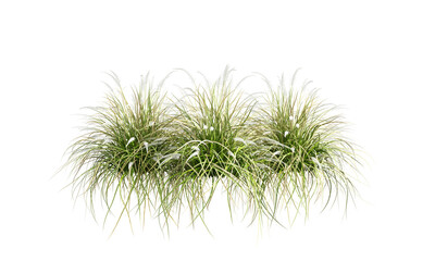 grass isolated on white background