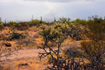 Landscape Sonora Desert Arizona