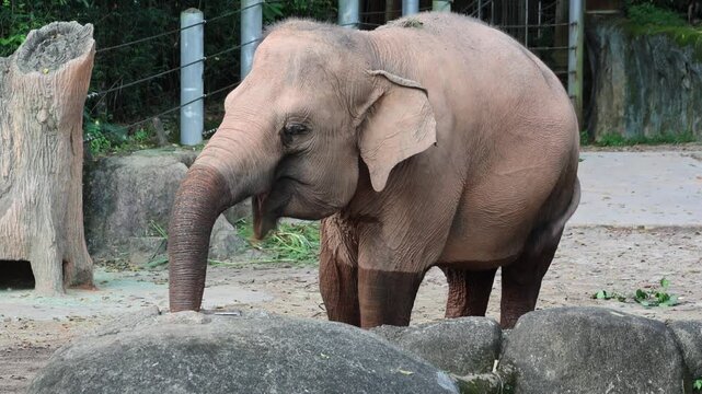 Elephant captures in the close enclosure