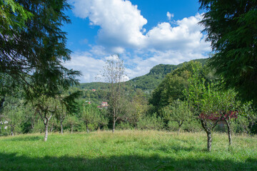 Trees, sky, clouds, meadow, landscape, nature, outdoor