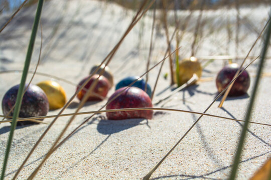 Bunte Ostereier in den D&uuml;nen, am Strand in Thiessow auf R&uuml;gen