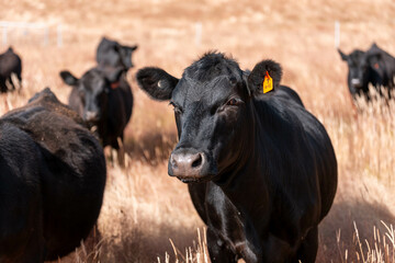 herd of cows in a field in summer