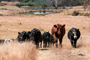 beautiful cattle in Australia  eating grass, grazing on pasture. Herd of cows free range beef being regenerative raised on an agricultural farm. Sustainable farming