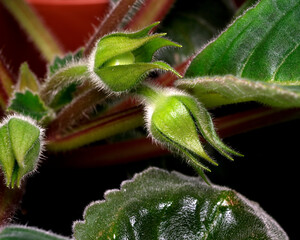 Buds preparing to bloom in vibrant green foliage