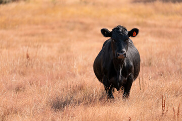 beautiful cattle in Australia  eating grass, grazing on pasture. Herd of cows free range beef being regenerative raised on an agricultural farm. Sustainable farming