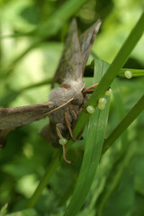 Closeup on a female Poplar Hawk-Moth , Laothoe populi, laying eggs in the grass