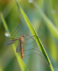 Mosquito on a blade of grass with dew drops in the morning light.