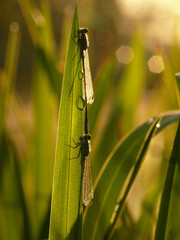 Dragonflies on a blade of grass with dew in the morning backlight macro shot