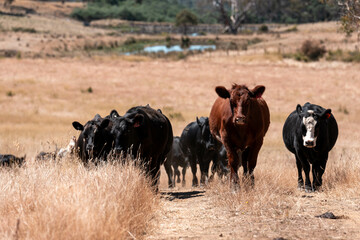 portrait of fat black cows in a field in summer in australia
