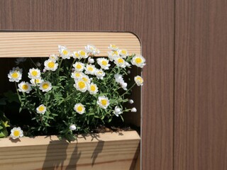 プランターに植えられているハナカンザシ