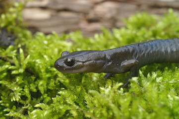 Closeup on a chocolate brown Japanese Hokkaido hynobid salamander, Hynobius retardatus