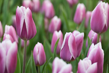 カラフルな紫のチューリップ