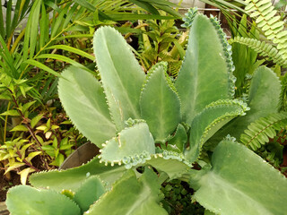 Cocor bebek is an ornamental plant that comes from the Kalanchoe Genus. This plant is famous for its reproduction method through leaf buds.