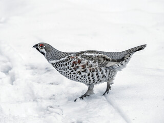 Hazel grouse walking on snow in winter forest, close-up
