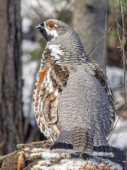 Male hazel grouse perching on a stump in a winter forest, close-up