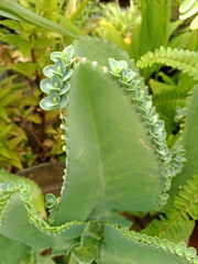 Cocor bebek is an ornamental plant that comes from the Kalanchoe Genus. This plant is famous for its reproduction method through leaf buds.