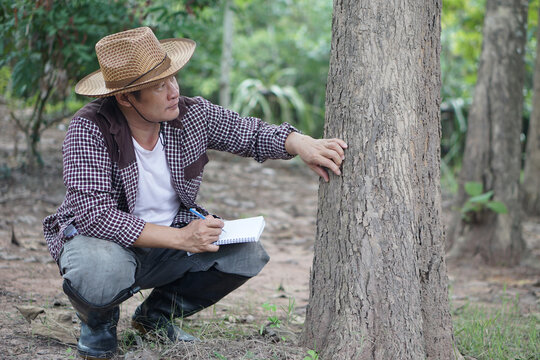 Asian man botanist is inspecting trunk of tree in forest to analysis and research about growth of tree. Concept, forest valuation. Conservation of environment. Survey botanical plants.    