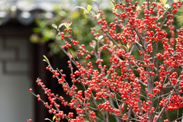 Clusters of bright red winterberries glow vividly against the garden backdrop