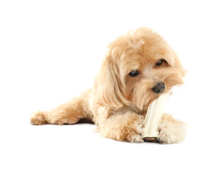 Cute dog with chew bone on white background