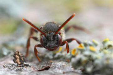 Closeup on a female Early nomad bee , Nomada leucophthalma