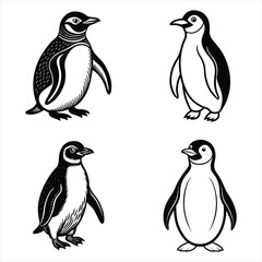 Obraz premium set of penguins vector 