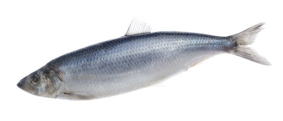 One whole delicious herring isolated on white