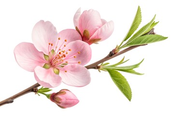 Spring's pink blossom, a macro closeup of cherry and apple tree flowers