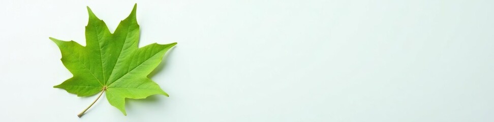Single mint colored maple leaf on white surface, nature, single, leaf details