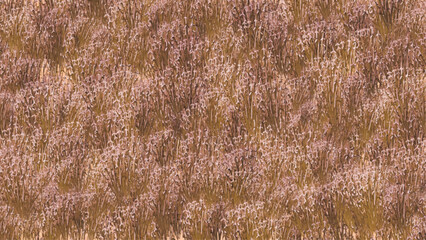 Dry Grass Field Texture