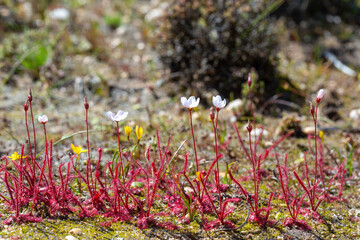 Carnivorous Plants: Drosera alba in natural habitat near Vanrhynsdorp in the Western Cape of South Africa