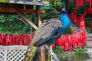 Chengdu, Sichuan, China. 10-29-2024. Peacock in a temple at Mount Qingcheng in Sichuan, China.