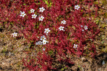 Carnivorous Plants: Drosera alba in natural habitat near Vanrhynsdorp in the Western Cape of South Africa