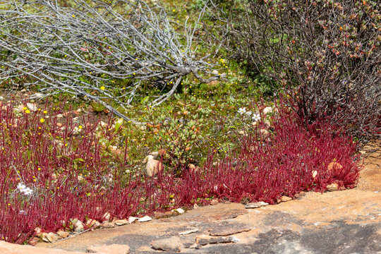 Carnivorous Plants: Drosera alba in natural habitat near Vanrhynsdorp in the Western Cape of South Africa