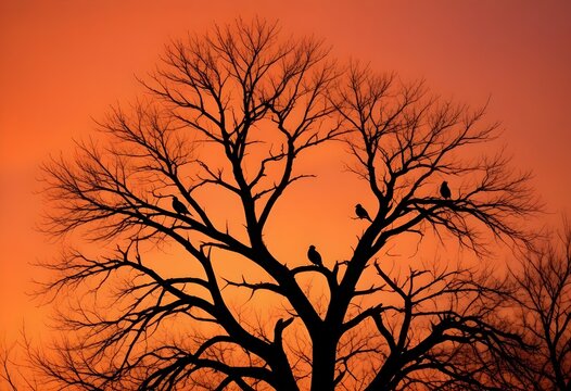 tree silhouette at sunset - Powered by Adobe