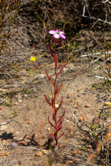 Drosera cistiflora in natural habitat near Vanrhynsdorp in the Western Cape of South Africa