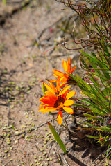 Gazania sp. seen near VanRhynsdorp in the Western Cape of South Africa