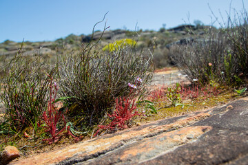 Carnivorous Plants: Drosera alba in natural habitat near Vanrhynsdorp in the Western Cape of South Africa