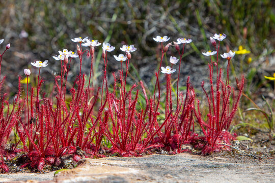 Carnivorous Plants: Drosera alba in natural habitat near Vanrhynsdorp in the Western Cape of South Africa