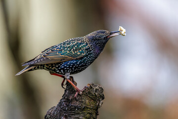 Star (Sturnus vulgaris)