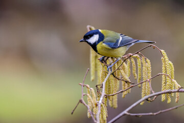 Kohlmeise (parus major)