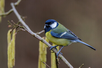 Kohlmeise (parus major)