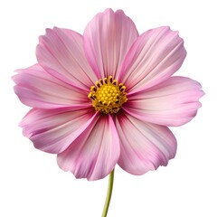 Fototapeta premium Single Pink Cosmos Flower with Yellow Center Isolated on White