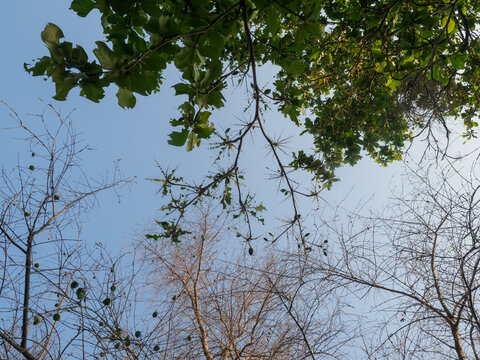 Falling leaves trees in season nature daytime blue sky - Powered by Adobe