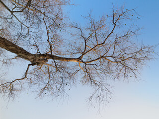 Seasonal leaves fall and branches remain

