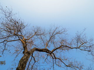 Seasonal leaves fall and branches remain

