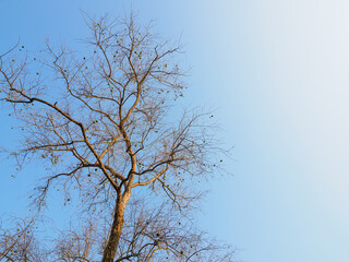 Seasonal leaves fall and branches remain


