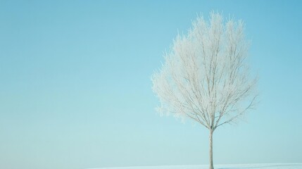 A frosty tree stands alone against a clear blue sky